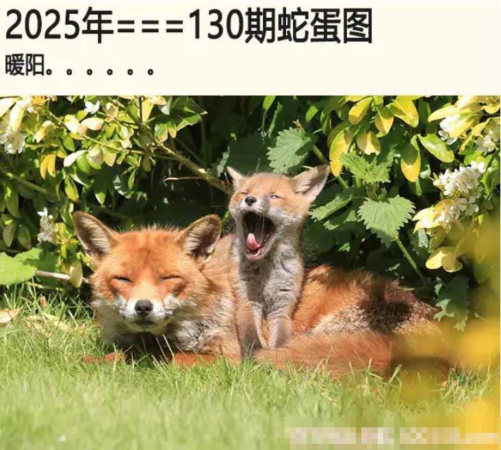 130期另版蛇蛋图[图]